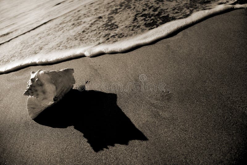 Sepia Seashell Shore