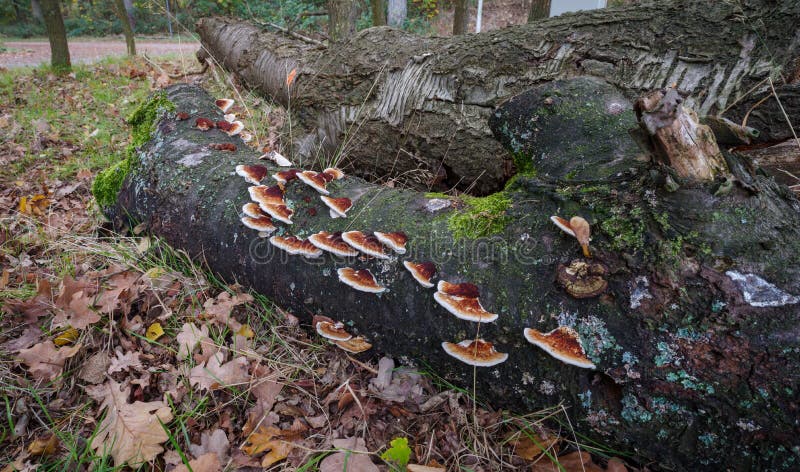 Rusty Gilled Polypore growing on a dead tree. Rusty Gilled Polypore growing on a dead tree