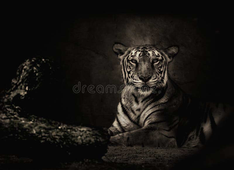 Sepiowy stonowany Bengalia tygrys