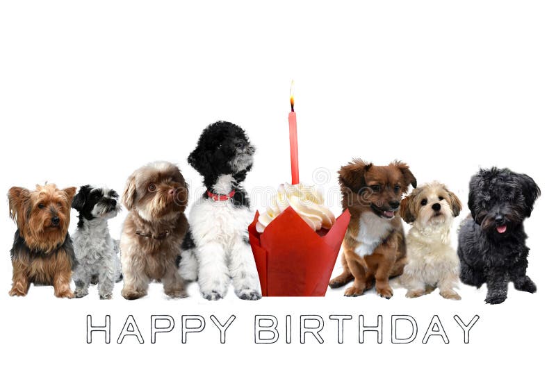 Lettrage De Joyeux Anniversaire Avec Des Chiens Photo Stock Image Du Crabots Anniversaire