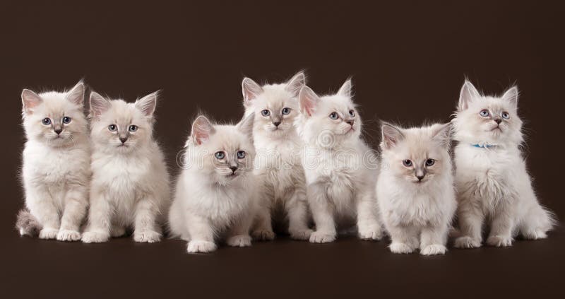 Sept petits chatons sibériens sur le brun foncé photos stock Sept petits chatons sibériens sur le brun foncé photos stock