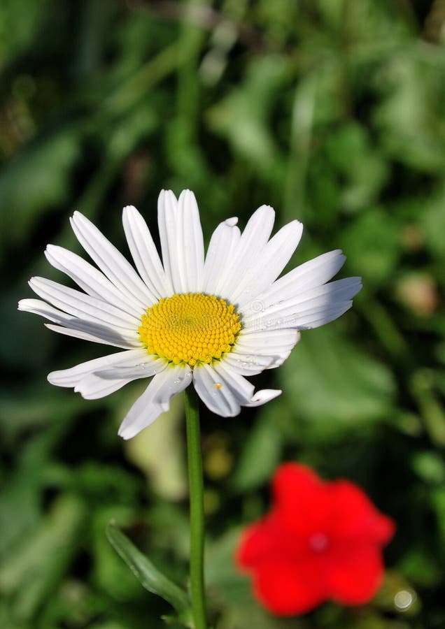 September flowers stock photo. Image of delicate, white 16721426