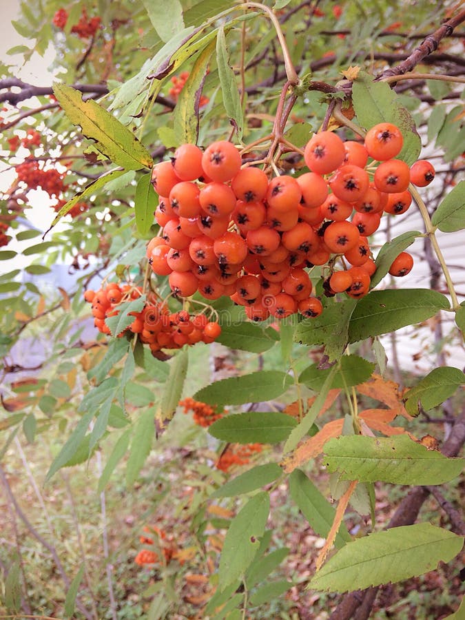 September is a Rowanberry stock image. Image of forest - 120142237