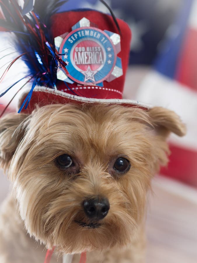 September 11th patriotisk hund arkivfoton September 11th patriotisk hund arkivfoton