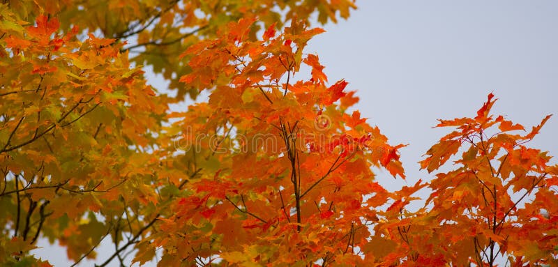 September Treetops in Minnesota