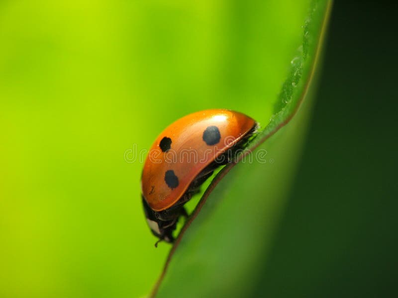 septempunctata för coccinellanyckelpiganyckelpiga arkivfoton septempunctata för coccinellanyckelpiganyckelpiga arkivfoton