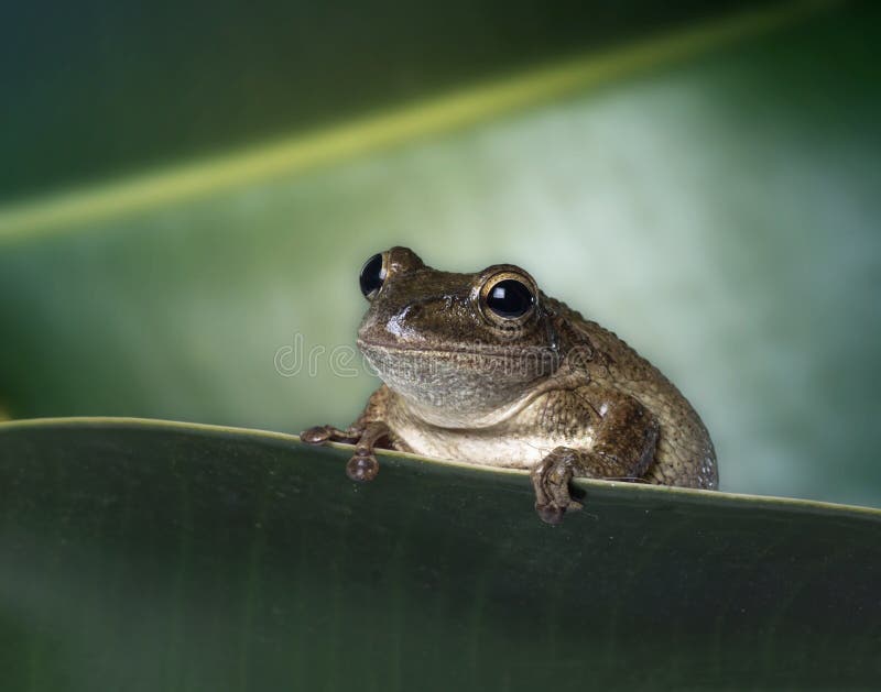 Septentrionalis Kubaner Treefrog Osteopilus auf gr?nem Blatt Weicher Fokus lizenzfreie stockfotografie Septentrionalis Kubaner Treefrog Osteopilus auf gr?nem Blatt Weicher Fokus lizenzfreie stockfotografie