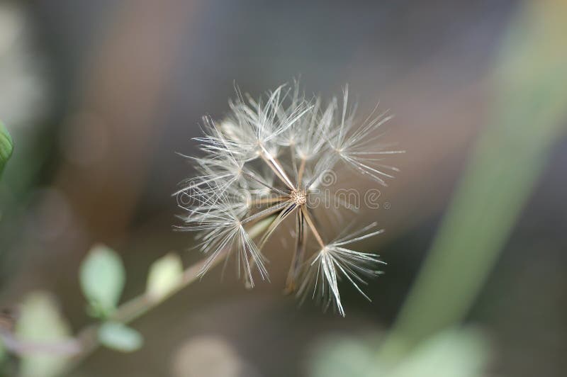 Seque la flor 2 fotografía de archivo libre de regalías