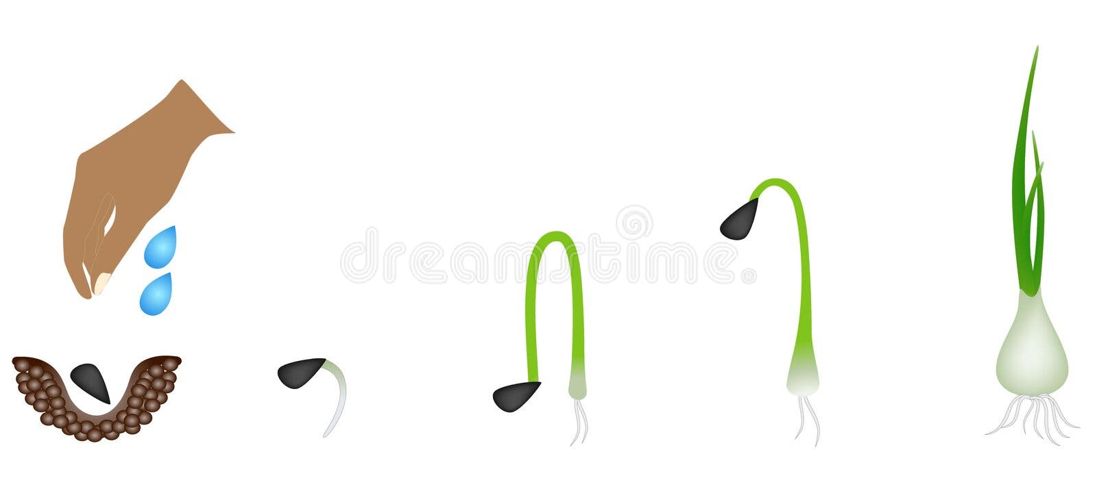 Onion growing stages stock illustration. Illustration of gardening