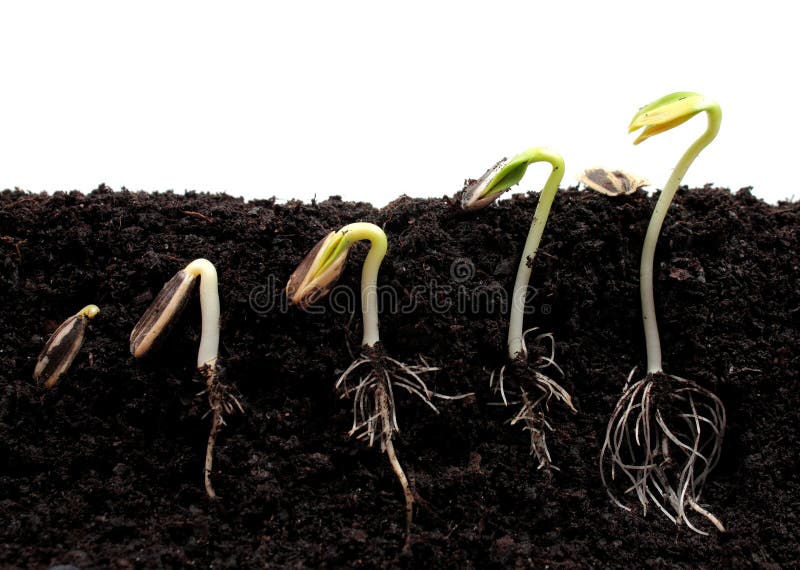 Sequence of sprouting sunflower beans