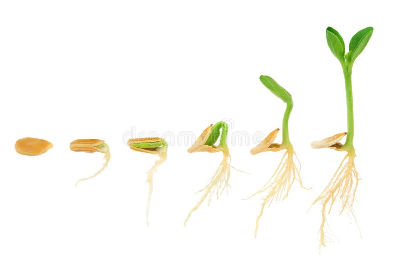 Sequenza della pianta della zucca che cresce isolata