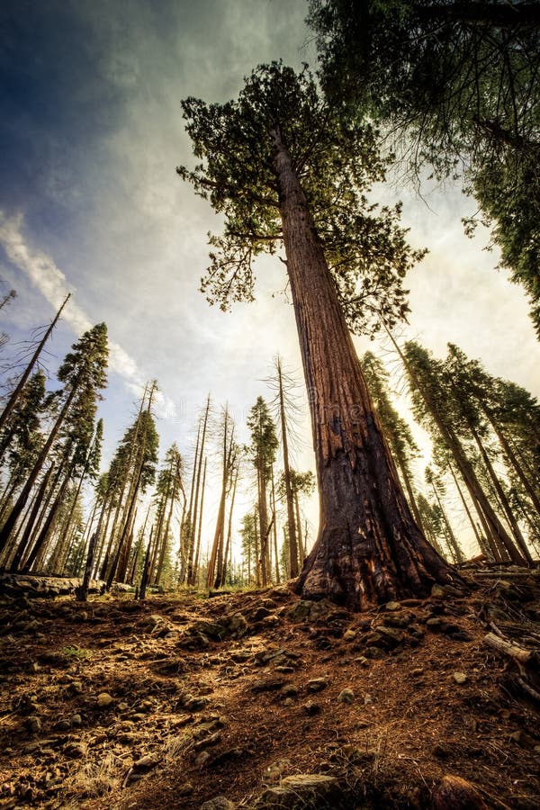 Sequoia gigante ao céu, bosque de Mariposa, parque nacional de Yosemite, Califórnia imagem de stock Sequoia gigante ao céu, bosque de Mariposa, parque nacional de Yosemite, Califórnia imagem de stock