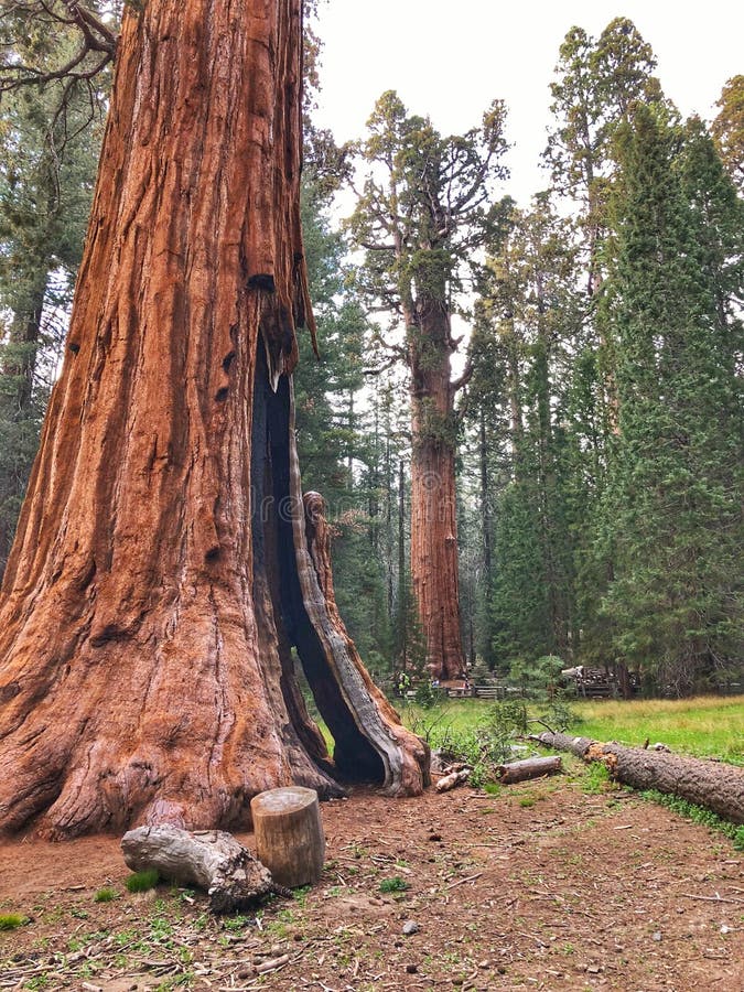 Old Sequoia / Redwood Tree In Uckfield, UK Stock Photo Image of kingdom, huge 120343894