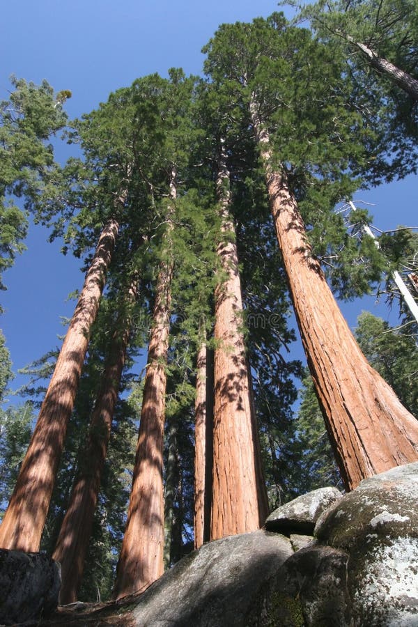 Sequoia sempervirens