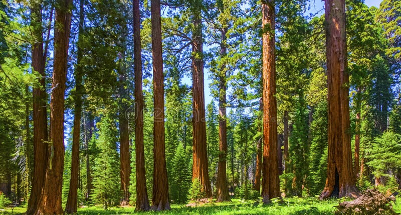 Il famoso big alberi di sequoia sono in piedi nel Parco Nazionale di Sequoia Gigante zona villaggio , grande famose Sequoie, mammut alberi.