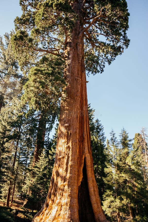 Sequoia vermelhas gigantes no sol imagens de stock Sequoia vermelhas gigantes no sol imagens de stock