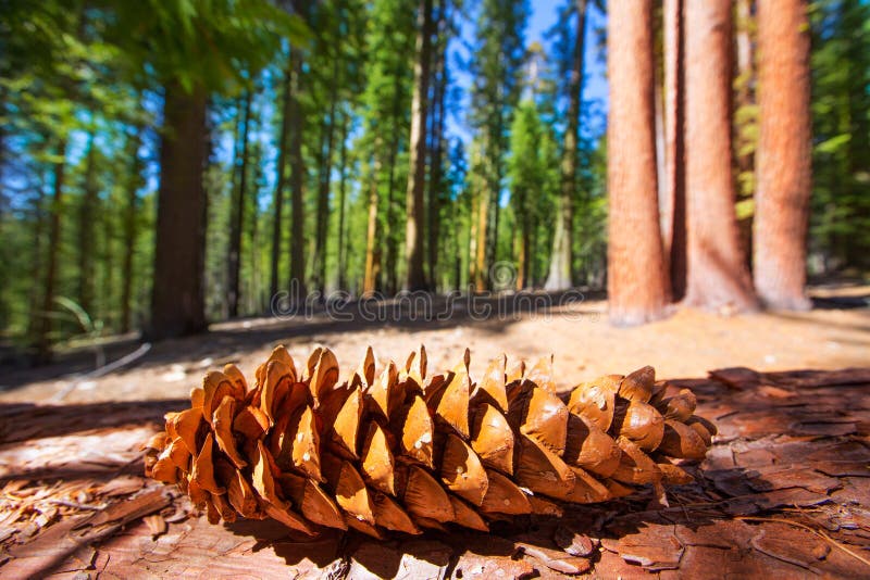 Sequoian sörjer kottemakro i den Yosemite Mariposa dungen royaltyfri foto Sequoian sörjer kottemakro i den Yosemite Mariposa dungen royaltyfri foto