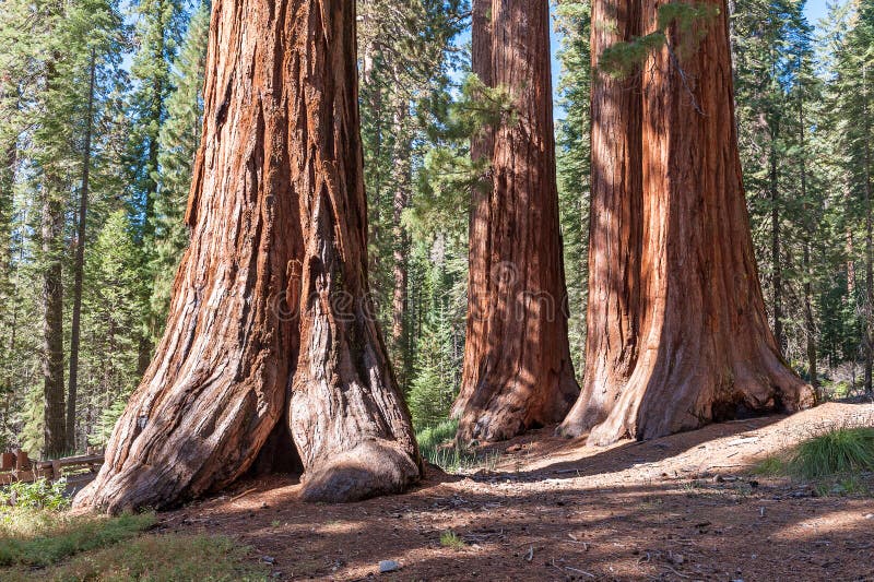 Sequoianationalskog i den Kalifornien toppiga bergskedjan Nevada Mountains royaltyfri fotografi Sequoianationalskog i den Kalifornien toppiga bergskedjan Nevada Mountains royaltyfri fotografi