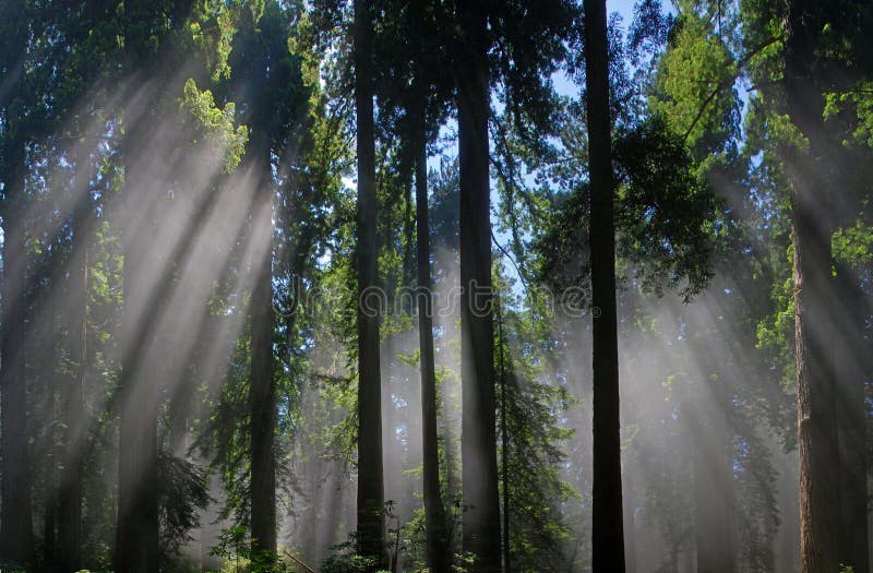 Sequoie nella nebbia immagine stock Sequoie nella nebbia immagine stock
