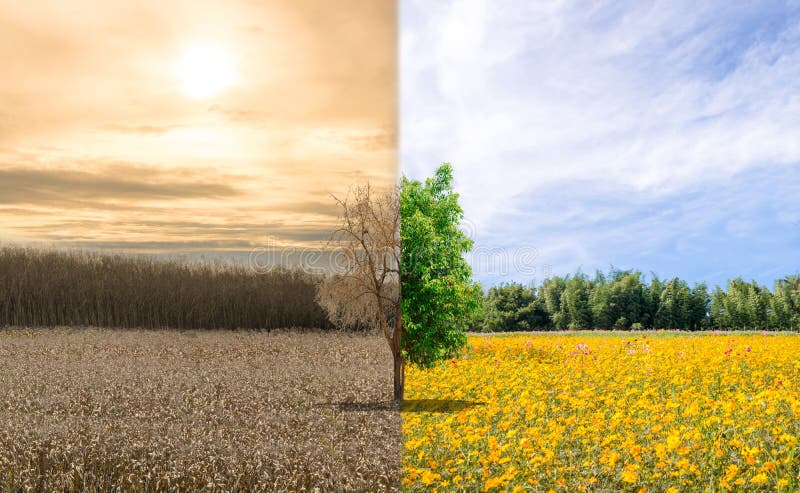Sequía del calentamiento del planeta de la ecología del cambio del ambiente o árbol de restauración fotos de archivo libres de regalías Sequía del calentamiento del planeta de la ecología del cambio del ambiente o árbol de restauración fotos de archivo libres de regalías
