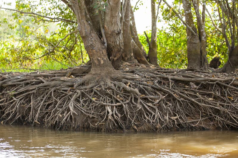 Low water levels of this river cause the many intertwined, twisted roots of these trees to stretch and reach out towards the water. Low water levels of this river cause the many intertwined, twisted roots of these trees to stretch and reach out towards the water.