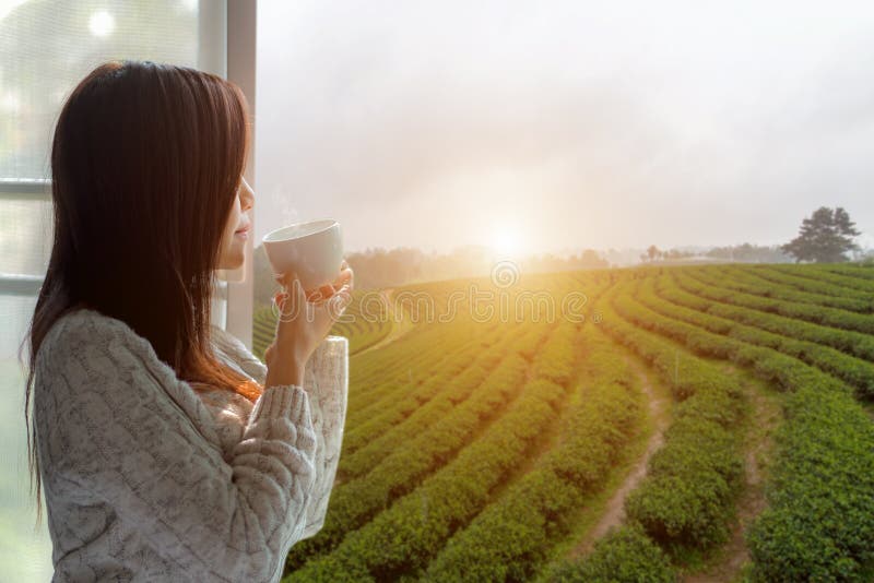 Asian woman fresh morning drinking hot tea and looking out of the window for see Tea Plantation and farm on sunny day. Copy Space. Lifestyle Concept. Asian woman fresh morning drinking hot tea and looking out of the window for see Tea Plantation and farm on sunny day. Copy Space. Lifestyle Concept.