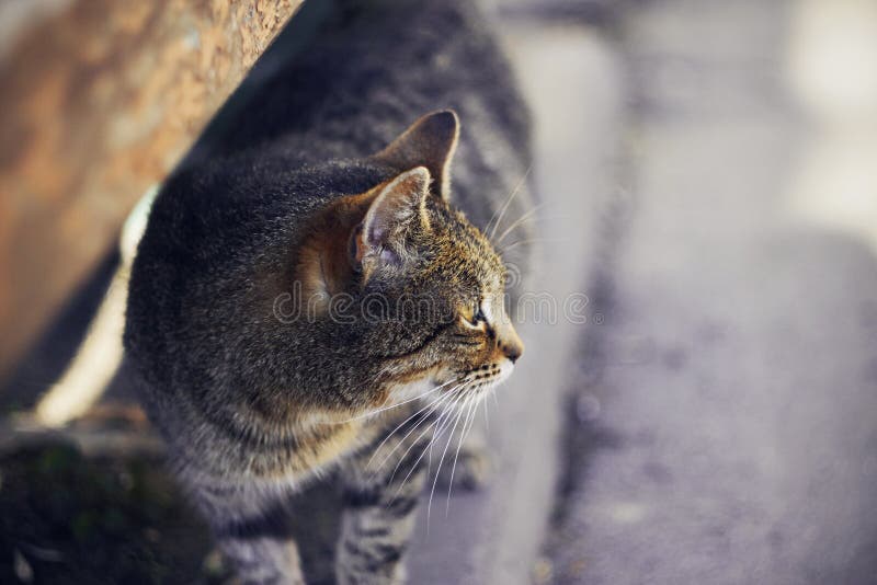 Ser den randiga gravida katten f?r heml?ns bort royaltyfri bild Ser den randiga gravida katten f?r heml?ns bort royaltyfri bild