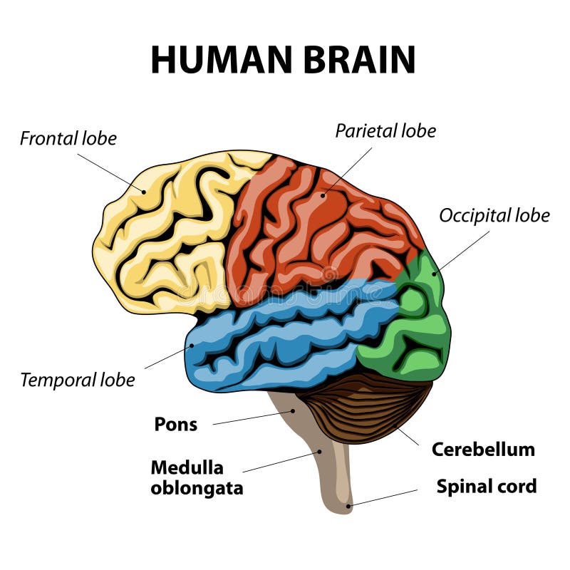 Ser humano Brain Anatomy ilustração do vetor Ser humano Brain Anatomy ilustração do vetor