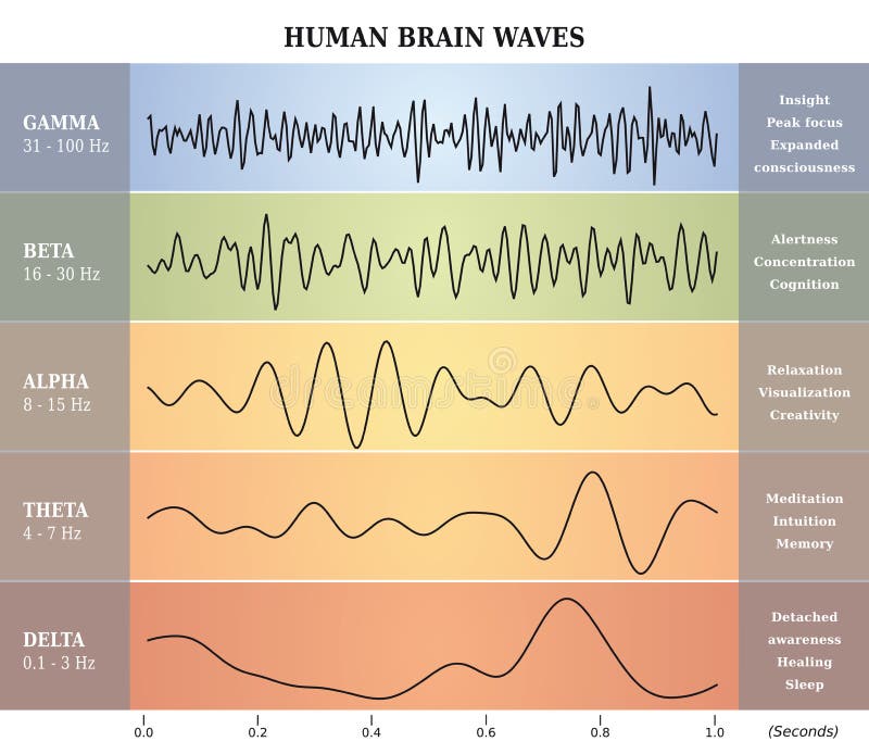 Ser humano Brain Waves Diagram/carta/ejemplo