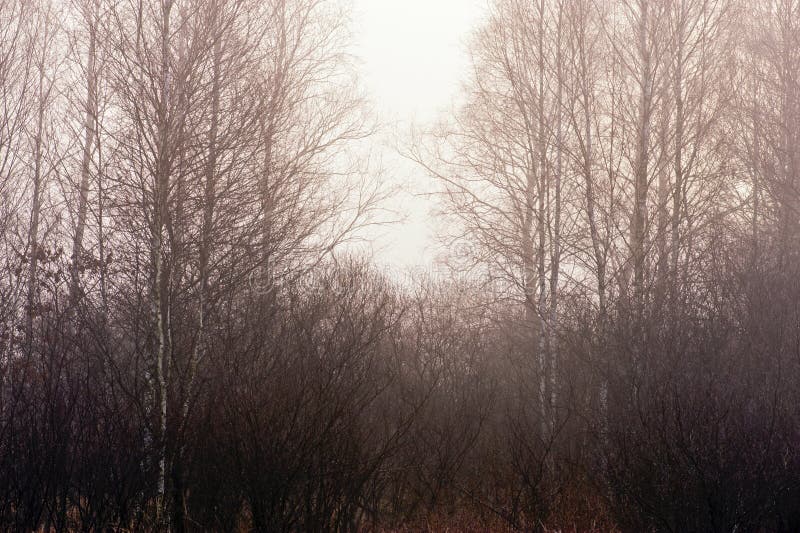 A foggy evening in the birch wood forest. A foggy evening in the birch wood forest.