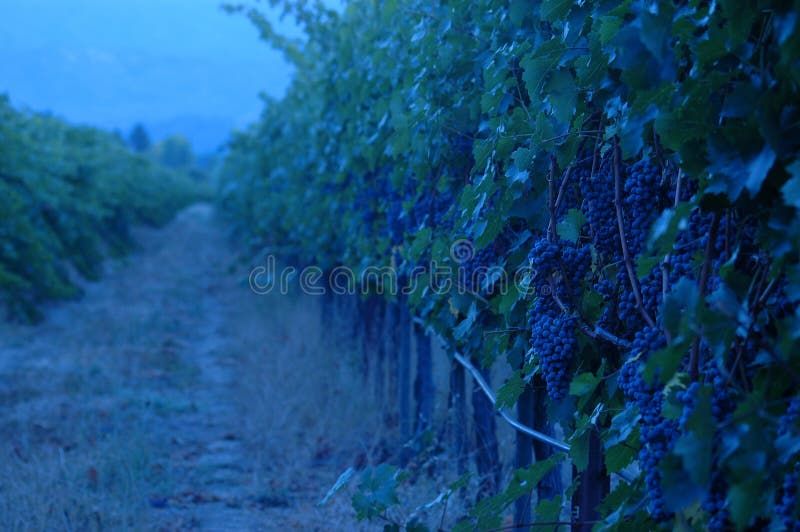 Evening in the vineyard-bluish tones and ripe Petite Noir grapes hanging from the vine. Evening in the vineyard-bluish tones and ripe Petite Noir grapes hanging from the vine.