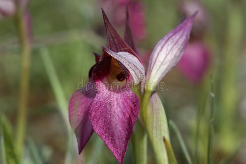 Serapias istriaca orchid in cape kamenjak zdjęcia stock
