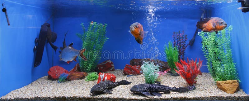 Serbatoio di pesci dell'acquario fotografia stock Serbatoio di pesci dell'acquario fotografia stock