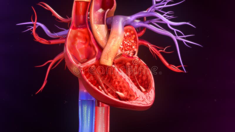 serce człowieka ręce anatomii oryginał ilustracyjny malowaniu fotografia stock serce człowieka ręce anatomii oryginał ilustracyjny malowaniu fotografia stock