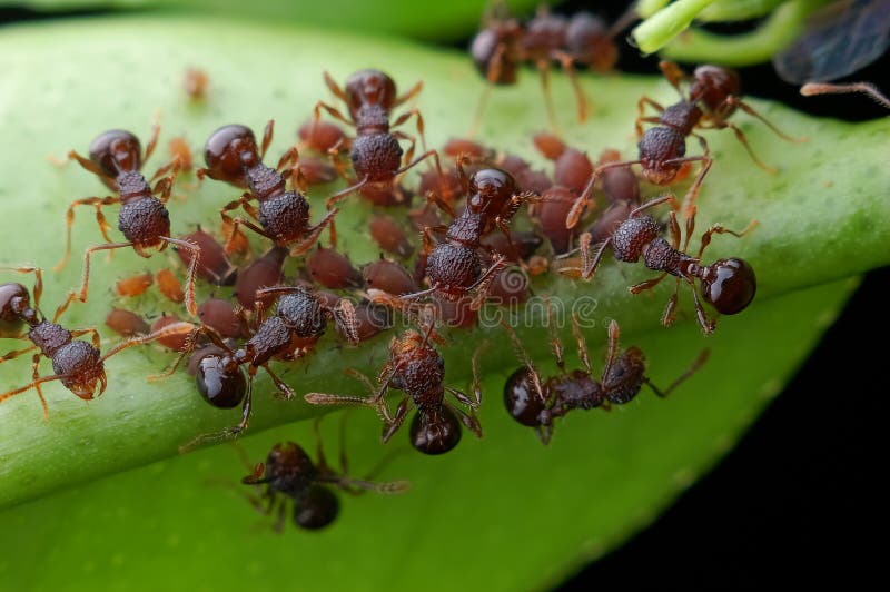 Hearty meal, a group of ants around a group of aphids. Hearty meal, a group of ants around a group of aphids.