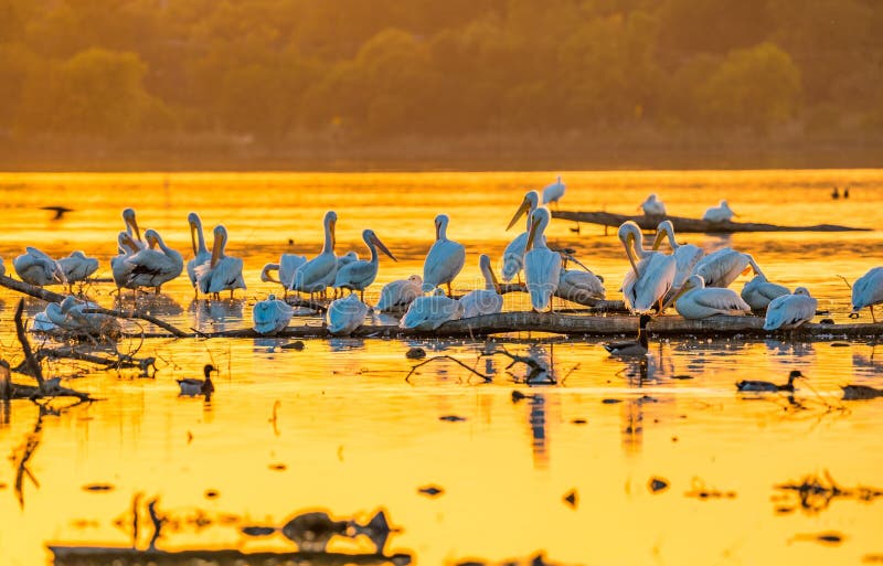 Serena escena de pelícanos descansando sobre troncos en una puesta de sol dorada sobre un tranquilo lago foto de archivo