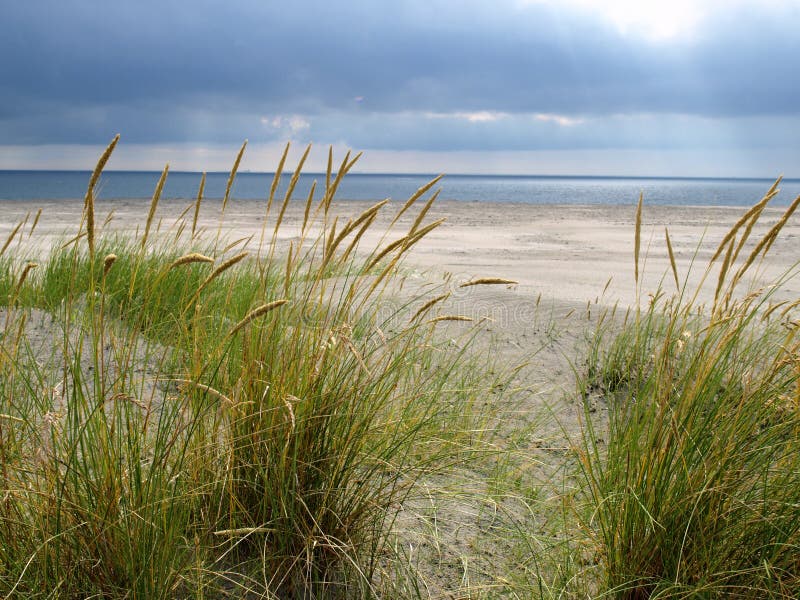 Sand dunes on a beach