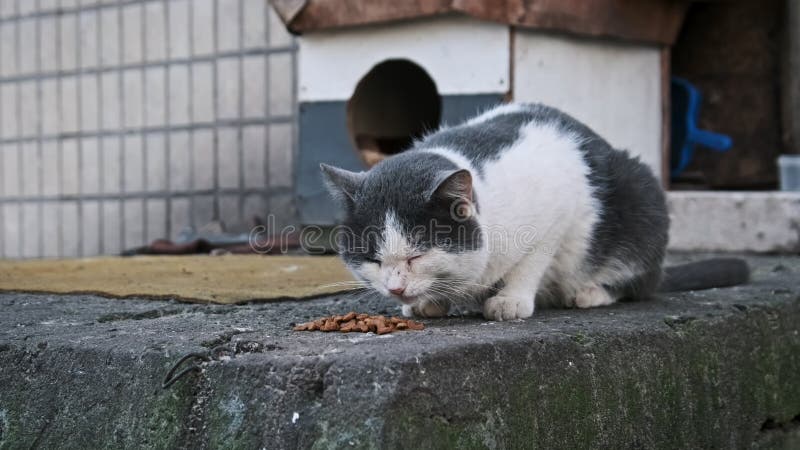 Serene Cat Enjoying Mealtime