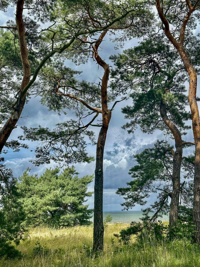Pine Svenska () Pine Svenska