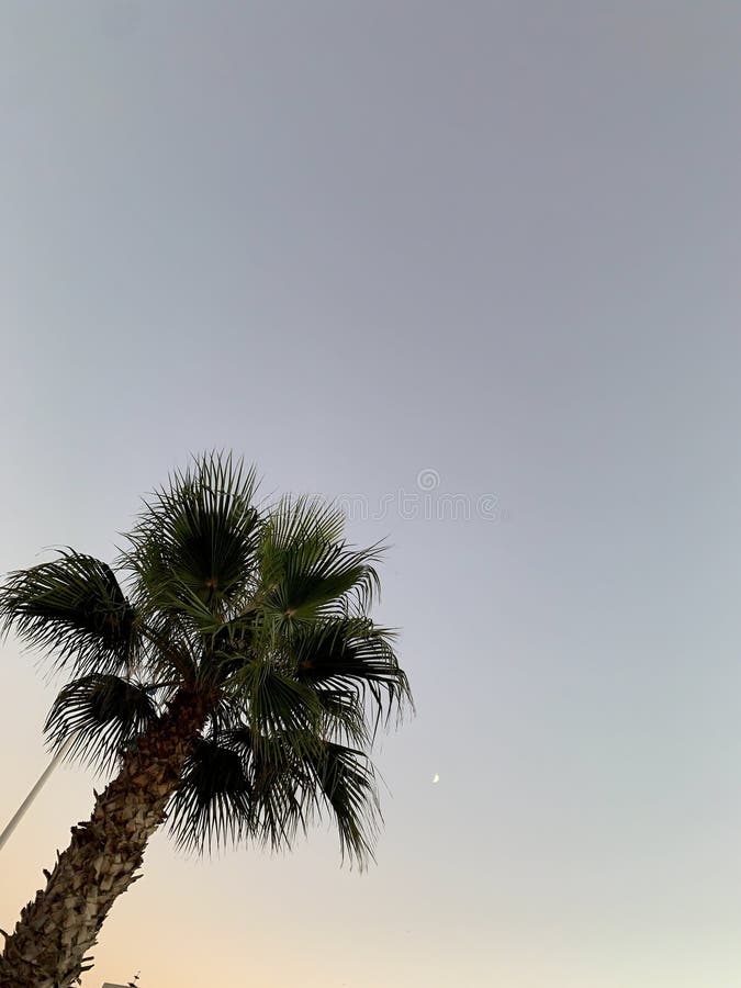 Serene Evening: A Palm Tree Silhouetted Against a Soft Gradient Sky with a Crescent Moon - Perfect for Calming Nature Vibes. A tall palm tree reaching towards a pastel sky, with a crescent moon visible above. This tranquil scene evokes a sense of calm and tropical beauty, perfect for nature lovers.