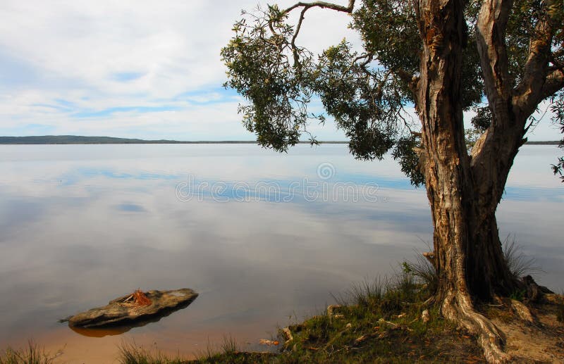 Serene Landscape With a Tree on a Lake