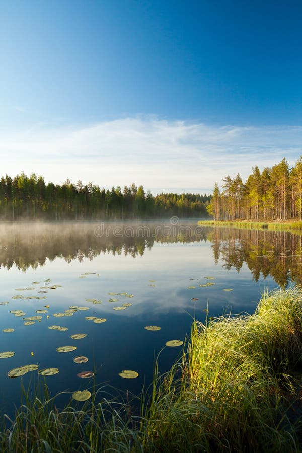 Serene morning at forest pond