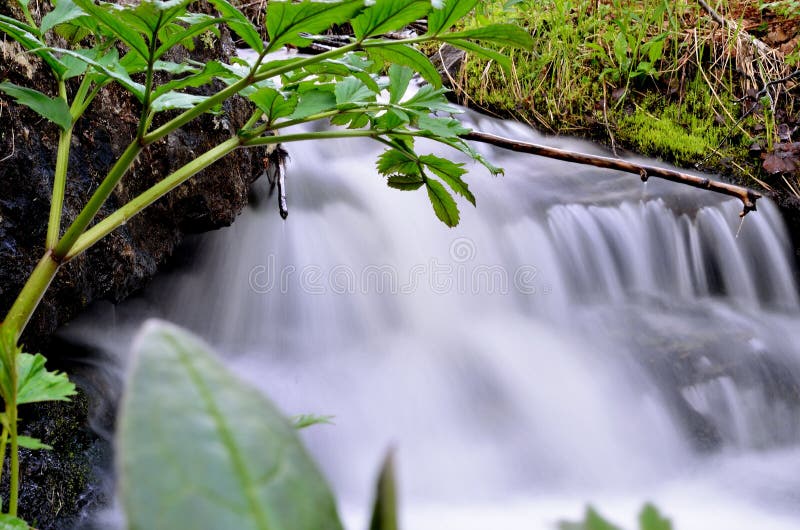 Serene mountain stream in lush green nature