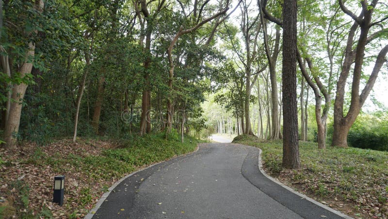 Serene Pathway a través de un bosque exuberante foto de archivo libre de regalías