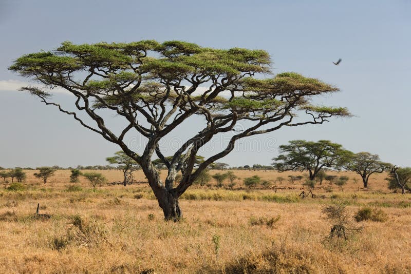 Serengeti di paesaggio 027 dell'Africa fotografie stock libere da diritti