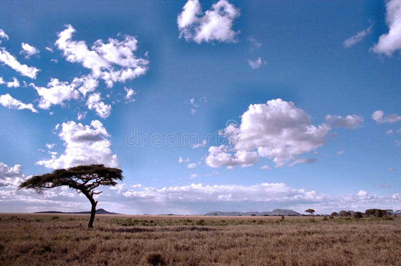 Serengeti landscape