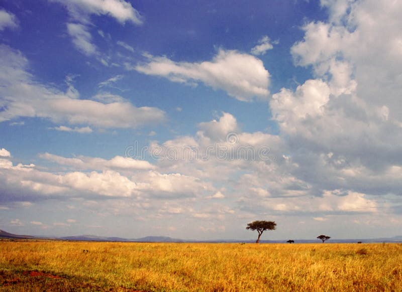 Serengeti landscape