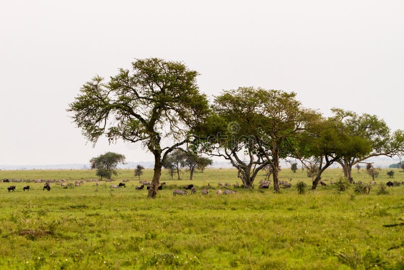 Serengeti landscape with zebras and blue wildebeest