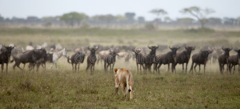 serengeti λιονταρινών κοπαδιών το στοκ εικόνα serengeti λιονταρινών κοπαδιών το στοκ εικόνα
