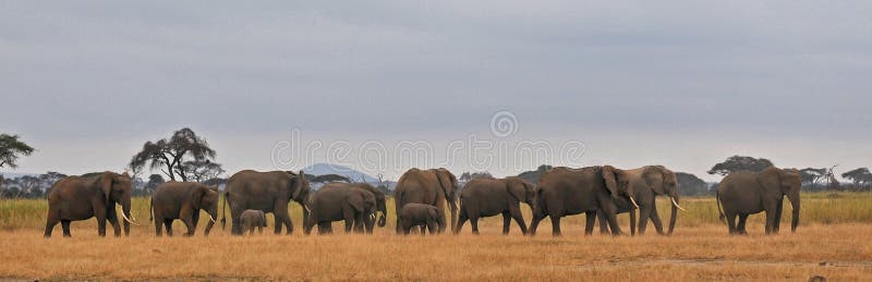 Elephants' family on the move - Serengeti National Park (Tanzania, Africa). Elephants' family on the move - Serengeti National Park (Tanzania, Africa)